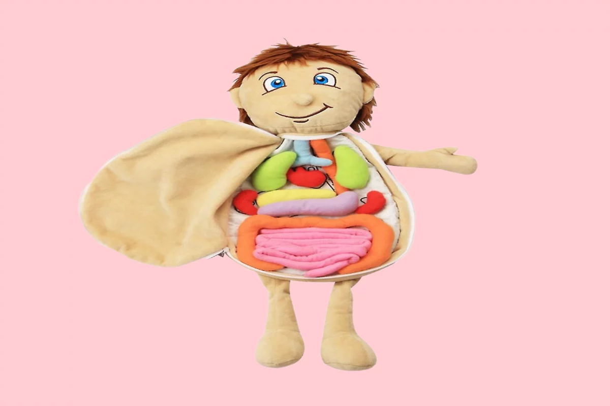 Exploring The Fun Side Of Learning Anatomy Plush Guide